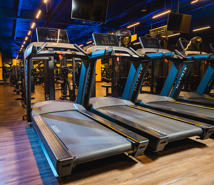 Dostoyevski Chihuahua